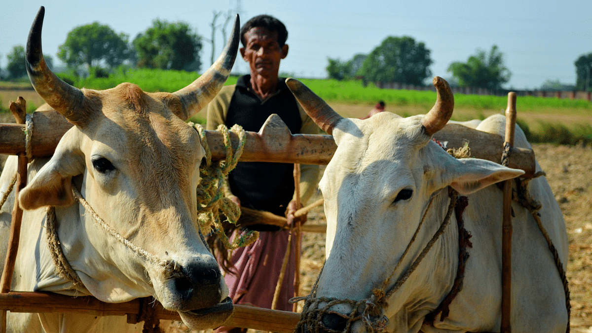 People Use Cow Dung as Protection Against COVID-19, Twitter Reacts