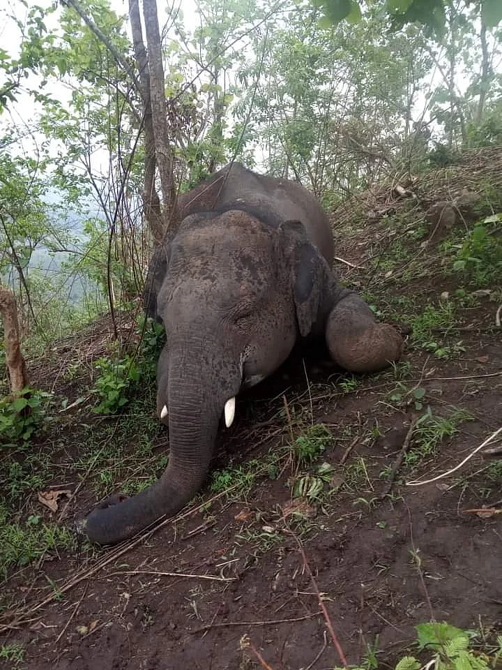 ‘Lightning Strike’ Kills Herd of 18 Elephants in Assam’s Nagaon