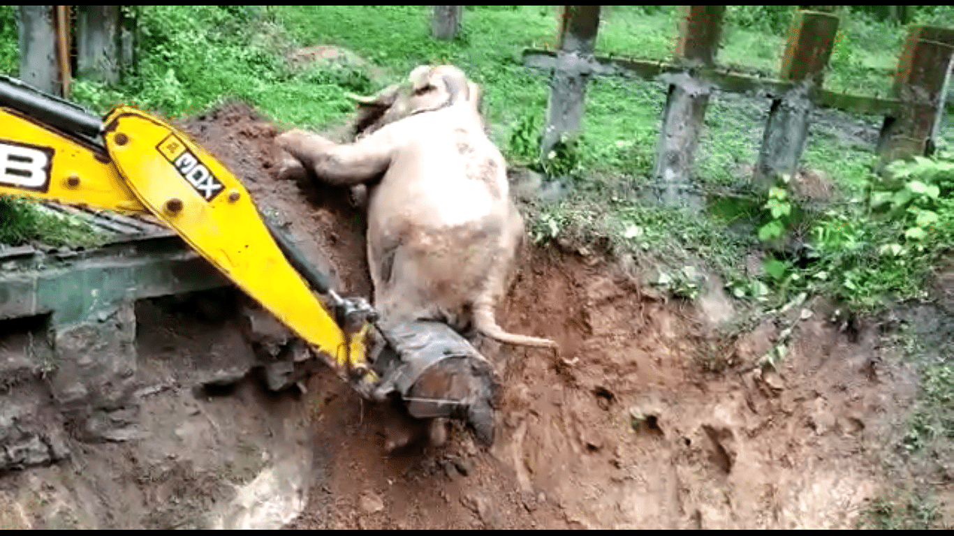 Officials of the forest department brought a JCB loader machine to rescue the elephant.