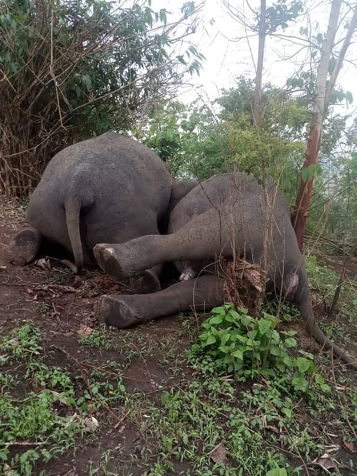 ‘Lightning Strike’ Kills Herd of 18 Elephants in Assam’s Nagaon