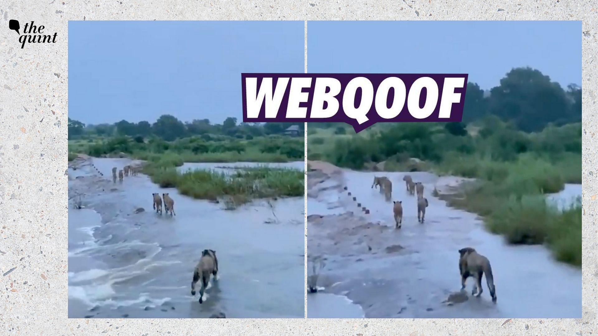 The viral video falsely claims that it shows Gir lions in Gujarat.