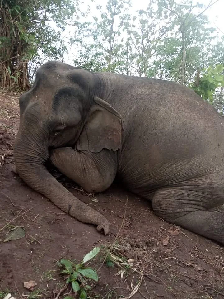 ‘Lightning Strike’ Kills Herd of 18 Elephants in Assam’s Nagaon