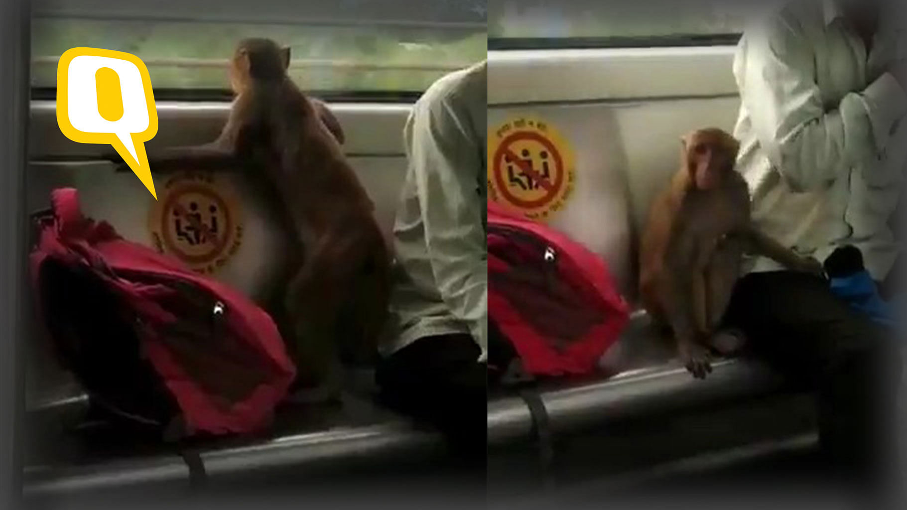 <div class="paragraphs"><p>The monkey was seen roaming inside a coach of a Delhi Metro train before it eventually settled on a seat next to a commuter.</p></div>