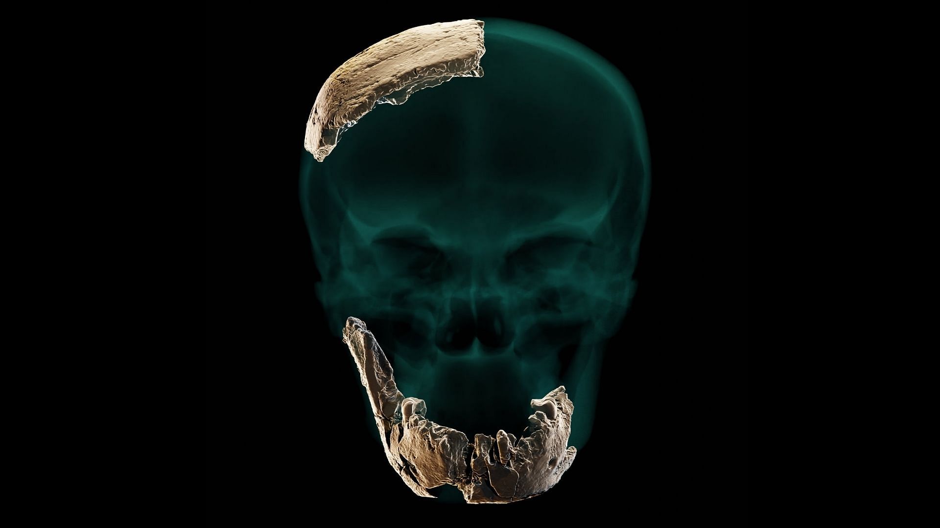 Tel Avil scientists have found fragments of a skull and lower jaw with teeth, which date back to about 1,30,000 years ago.