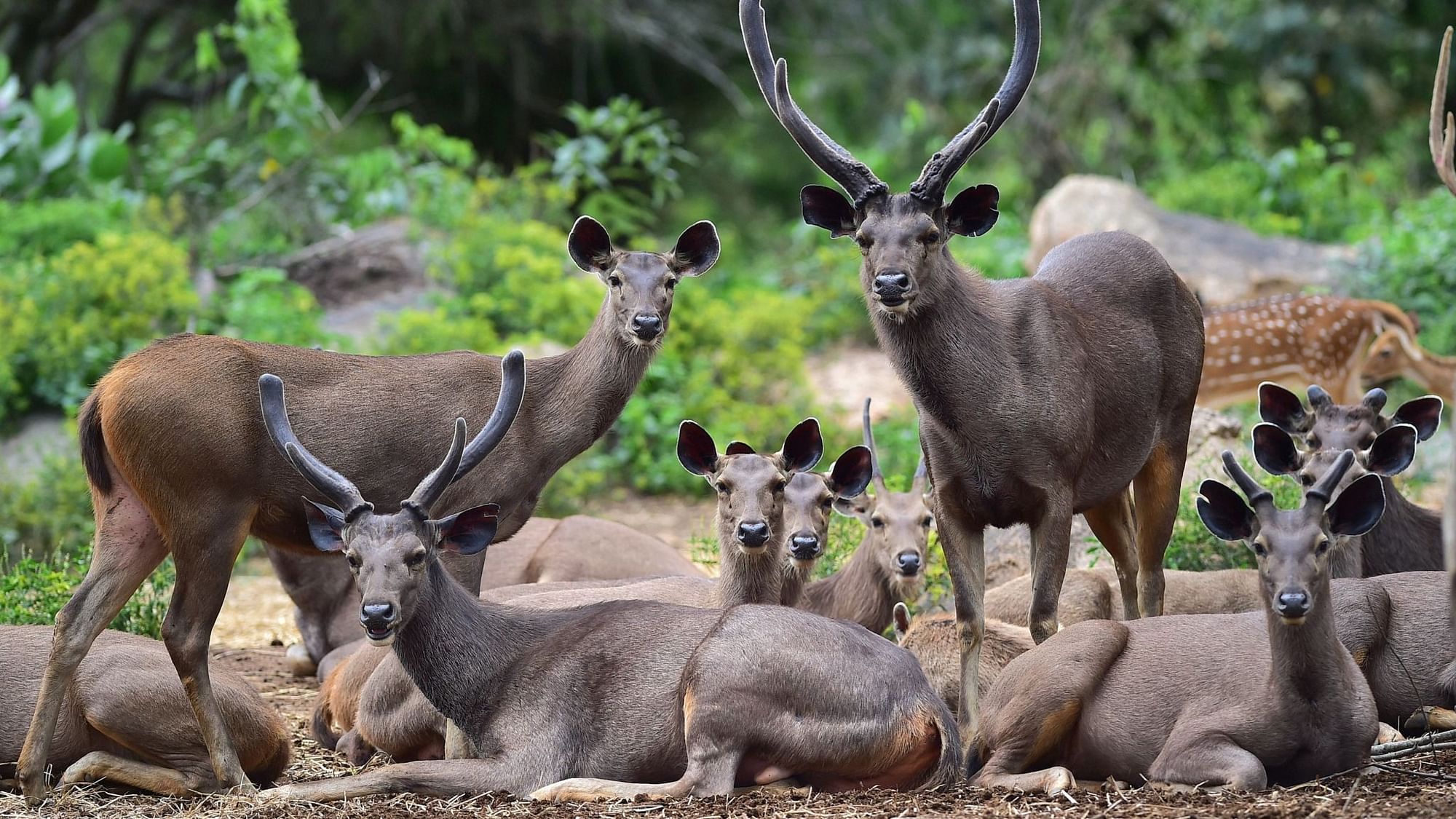 A herd of Sambhar Deer rest inside the Bannerghatta Biological Park in Bengaluru