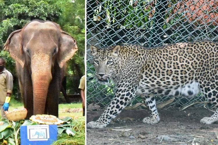 Hyderabad zoo mourns death of a Elephant and a Leopard.