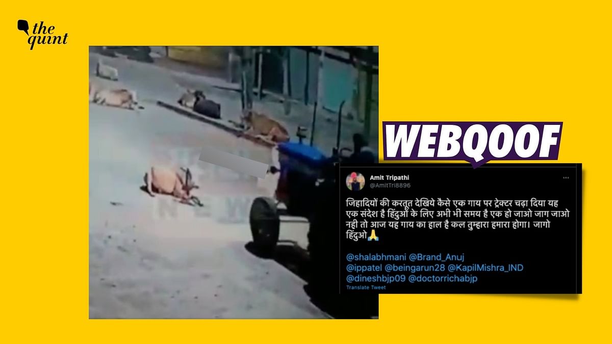 Tractor Driver Runs Over Cow, Video Viral With False Communal Spin