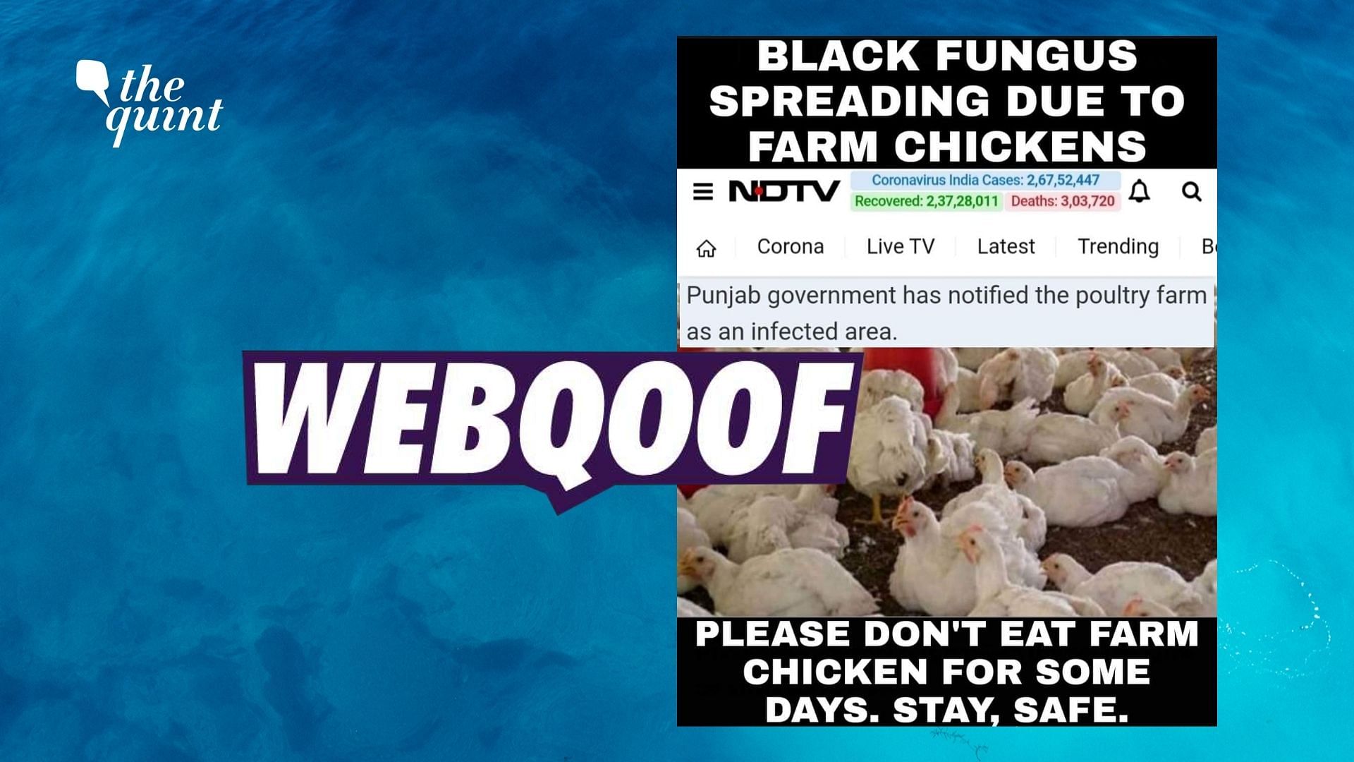 The viral claim that farm chickens are spreading black fungus has no scientific backing.