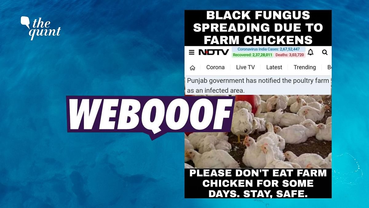 Are Farm Chickens Spreading Black Fungus?  Viral Claim Lacks Proof