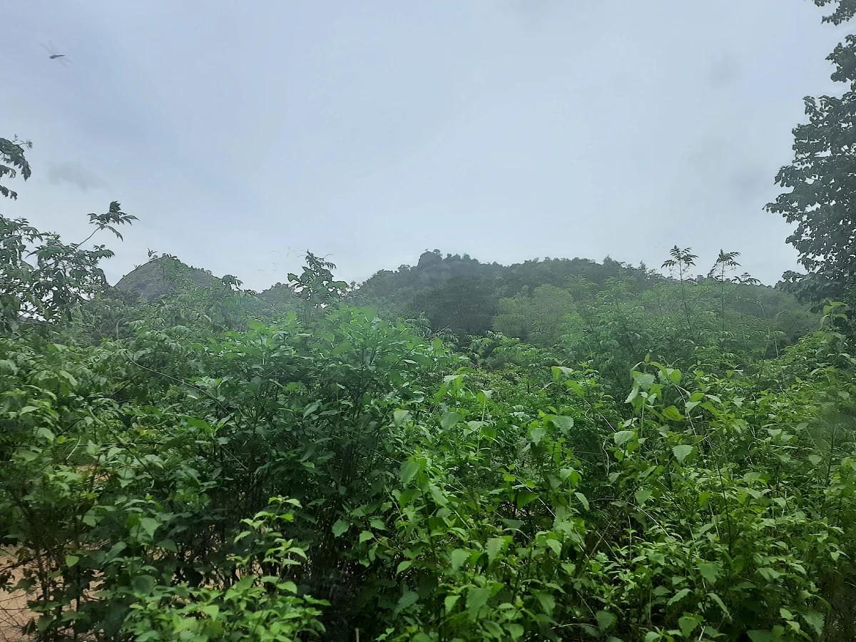 Jawadhi hills of the Eastern Ghats fall in Vellore, Tiruvannamalai and Tirupathur districts.