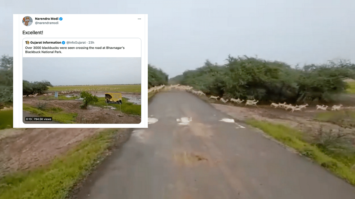 PM Modi Shares Rare Video of 3000 Blackbucks Crossing the Road