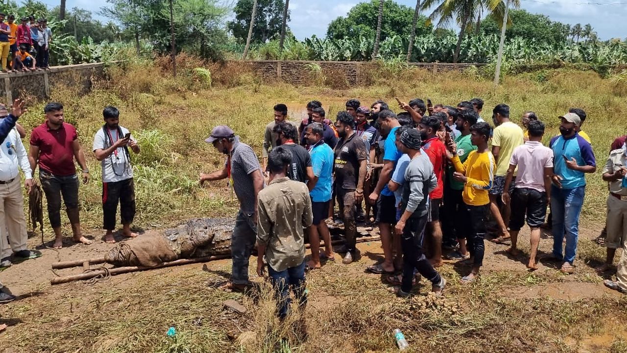 <div class="paragraphs"><p>After severe flooding in Western Maharashtra and Konkan, overflowing rivers and rising water-levels have resulted in incidents of crocodiles being spotted around villages.</p></div>