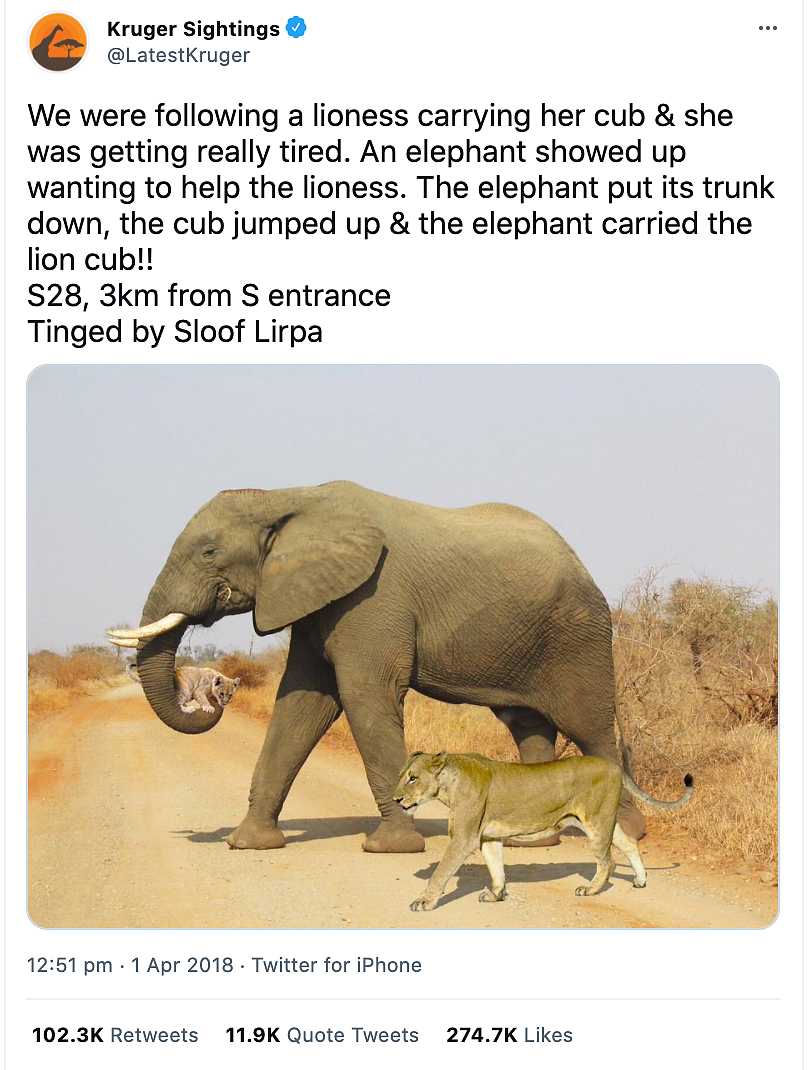 <div class="paragraphs"><p>Twitter account 'Kruger Sightings' had shared the viral image in April 2018.</p></div>