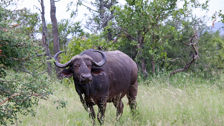 Gujarat Farmers Arrested for Selling Alcohol After Own Buffaloes Get Drunk