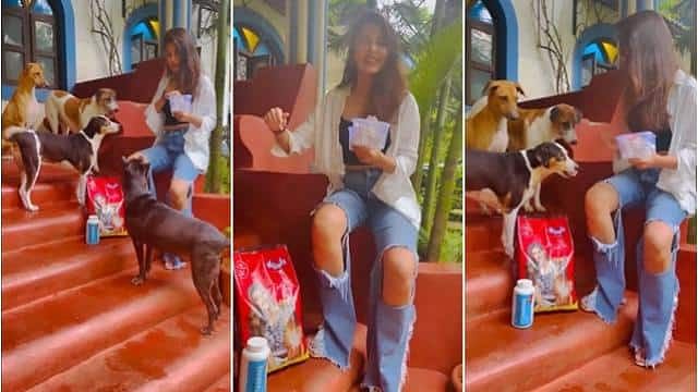 <div class="paragraphs"><p>Rhea Chakraborty feeds stray dogs and plays with them.</p></div>