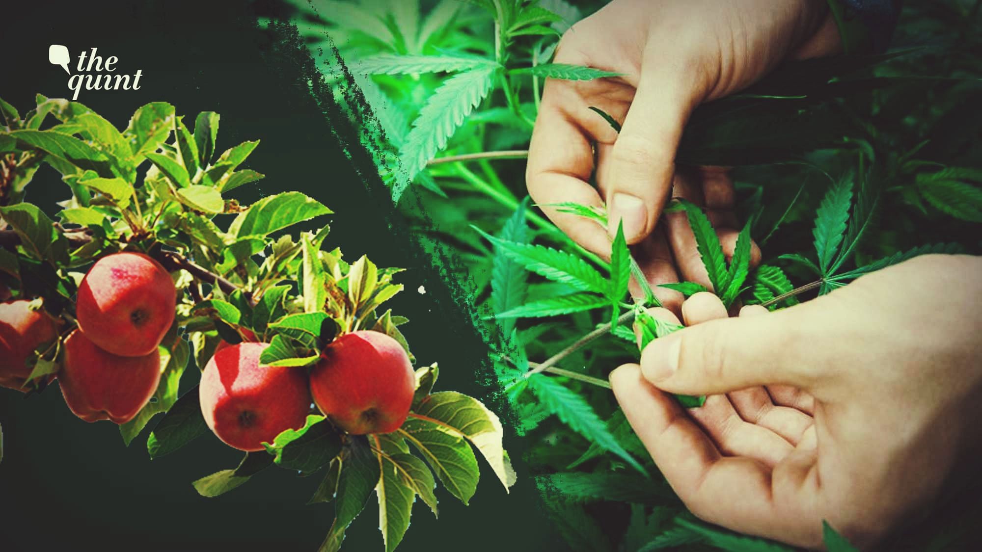 <div class="paragraphs"><p>Apples and cannabis are highly lucrative crops in Himachal Pradesh.&nbsp;</p></div>