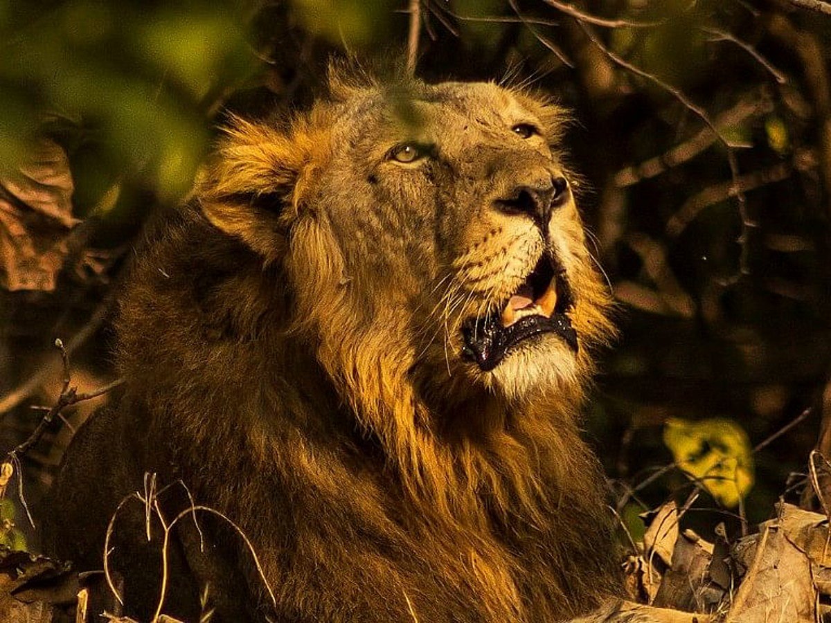 World Lion Day 2021 History And Why It Is Celebrated Know About Its Significance