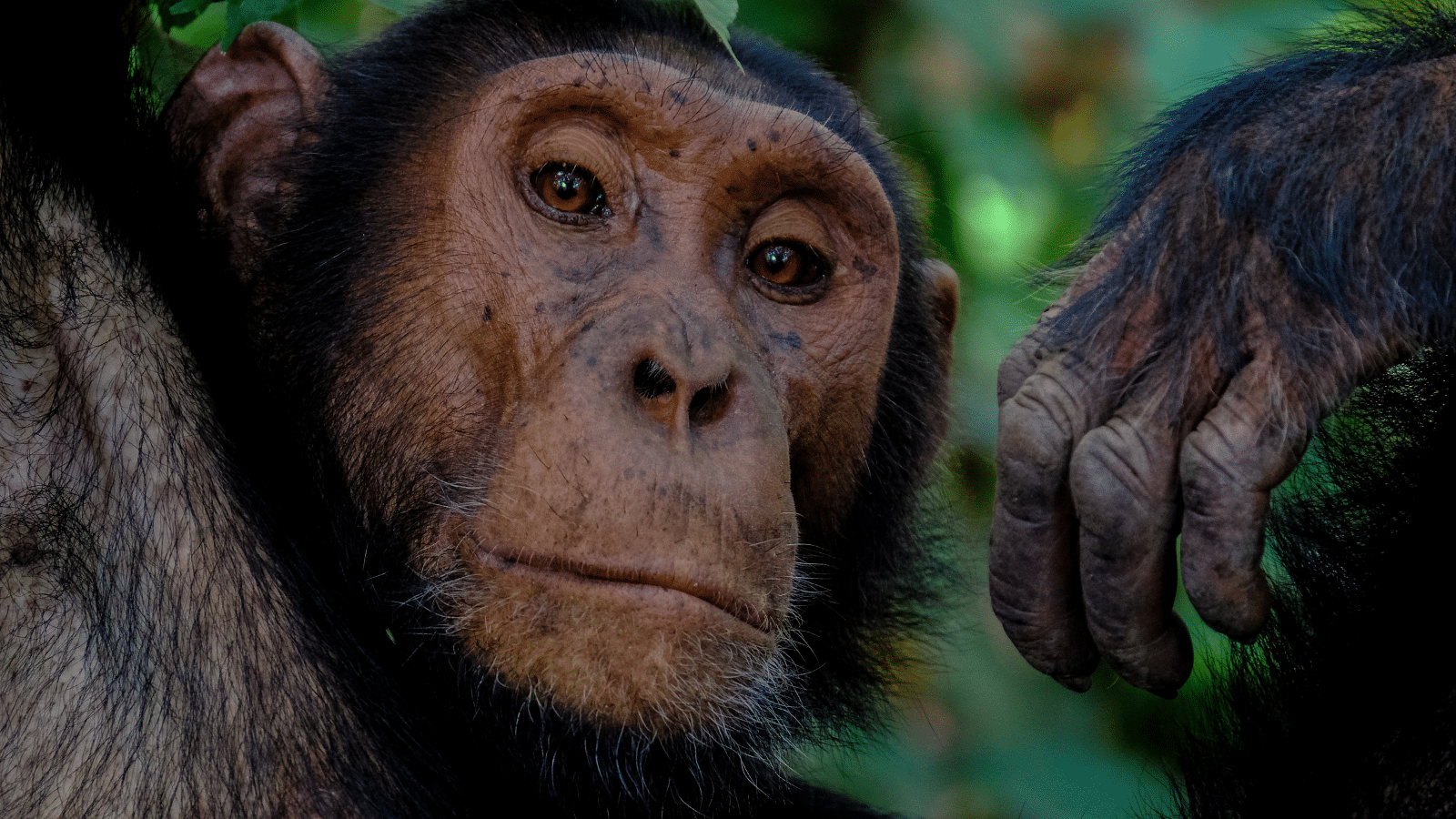 <div class="paragraphs"><p>Representational image. Adie Timmermans was banned from an Antwerp zoo for having an affair with a chimpanzee.</p></div>