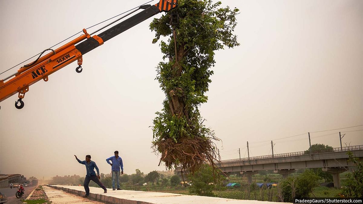 Just 37 Percent Transplanted Trees Survived in Delhi in 2021-22: Forest Dept 