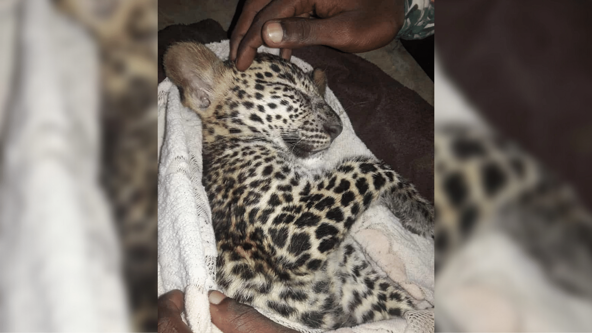 <div class="paragraphs"><p>Mumbaikars help rescue leopard cub found in Aarey colony.</p></div>