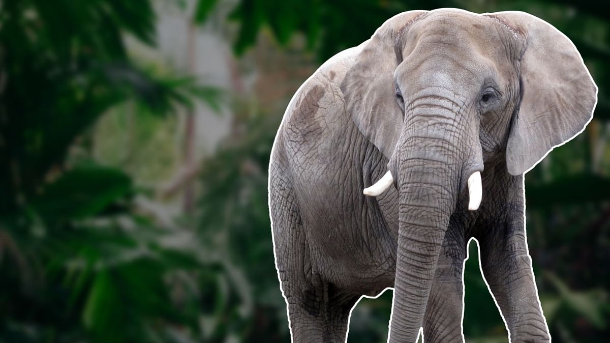 Are We Doing Enough To Save Our Elephants, Asks Haathi Mere Saathi
