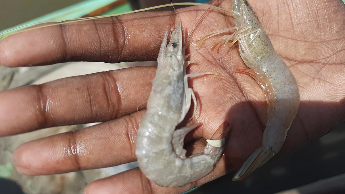 <div class="paragraphs"><p>New species in the market: 'Sambal era' or ash prawns</p></div>