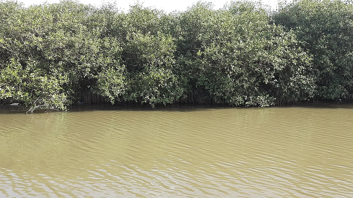 <div class="paragraphs"><p>The mangroves are the are the lungs of the Kosasthlaiyar river.</p></div>