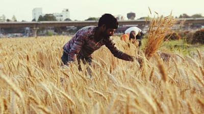 Government Raises MSP of Wheat by Rs 40; PM Welcomes Increase, Punjab CM Unhappy