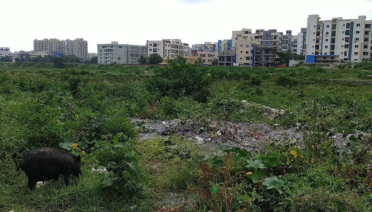 <div class="paragraphs"><p>Waste around the lake a feeding spot for stray animals.</p></div>