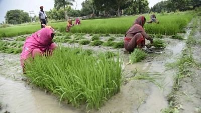 <div class="paragraphs"><p>Patna: Farmers busy planting paddy saplings at their agricultural field, on the outskirts of Patna on July 7, 2020. Image used for representational purposes only.</p></div>