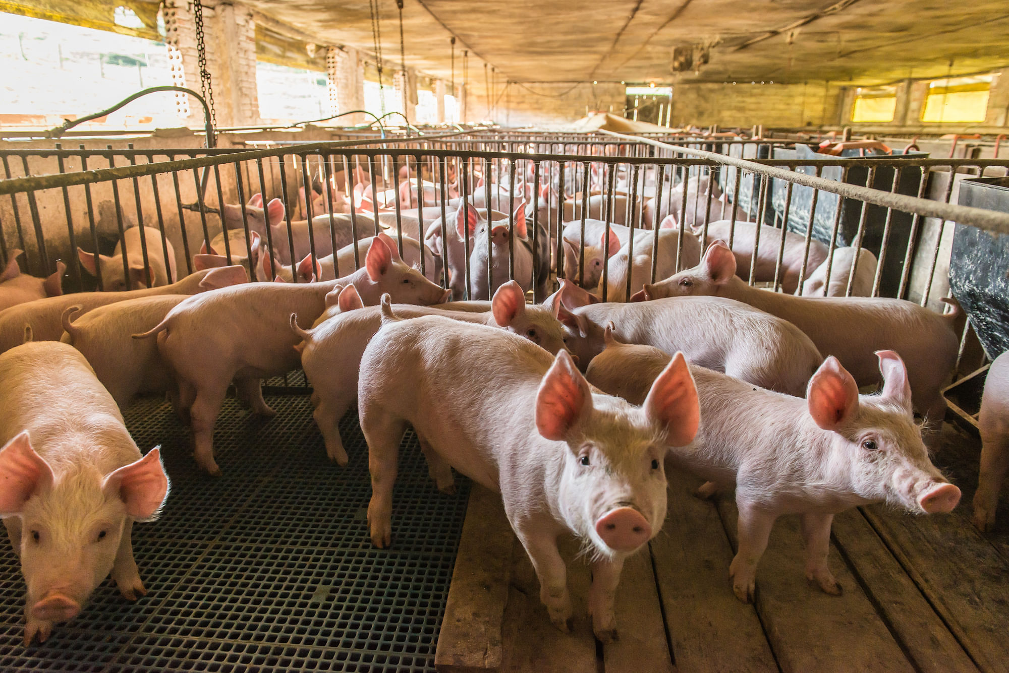 Pig kidney transplant to human