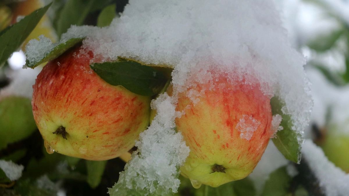 In Photos: Early Snowfall in Kashmir Damages Apple Orchards, Cripples Life