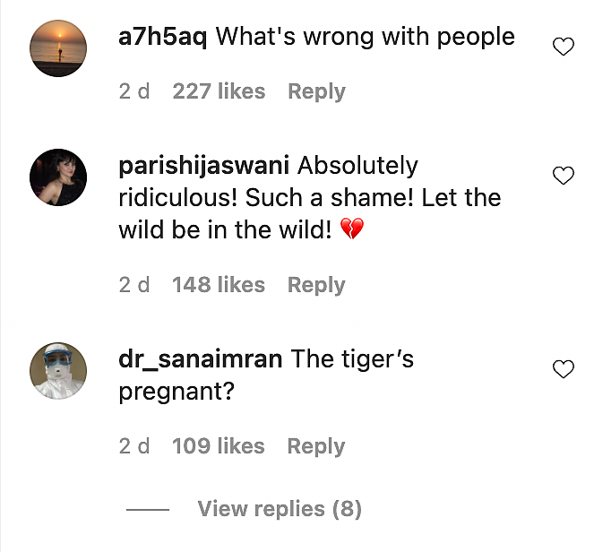 'Ridiculous': Gender Reveal in Dubai Using Real Tiger Sparks Outrage Online