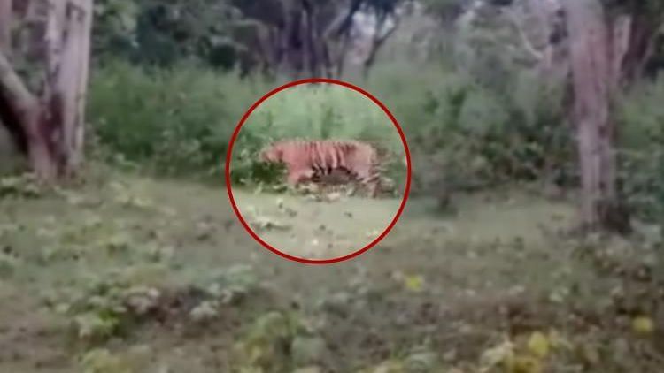 TN Wildlife Official Gives Orders to Hunt Tiger T-23 That Killed Four People