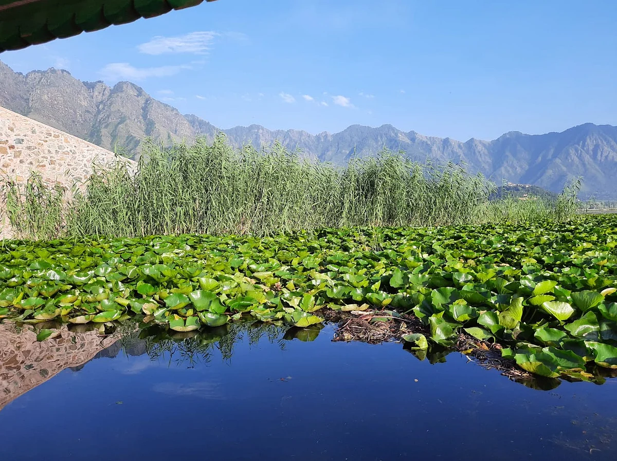 <div class="paragraphs"><p>Weed growthon the water of Dal Lake</p></div>