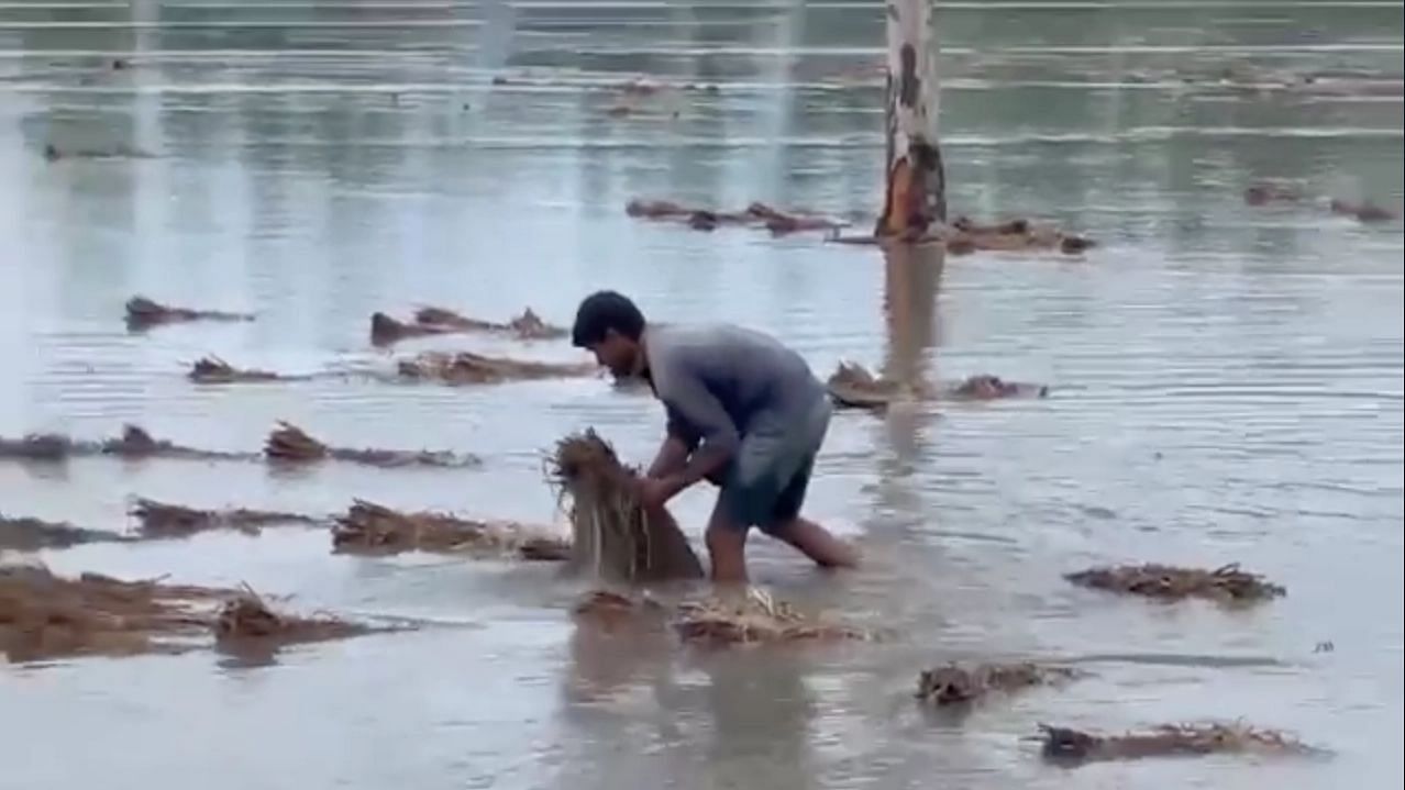Varun Gandhi Writes to UP CM Amid Rains in Pilibhit, Several Villages  Flooded