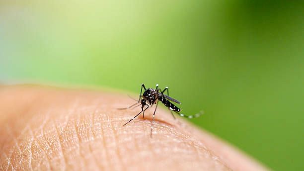 <div class="paragraphs"><p>National Capital recorded its first dengue death of the year and a rise in number of cases to 723 this season till 16 October, as per a civic report on the vector-borne diseases released on Monday, 18 October.</p></div>
