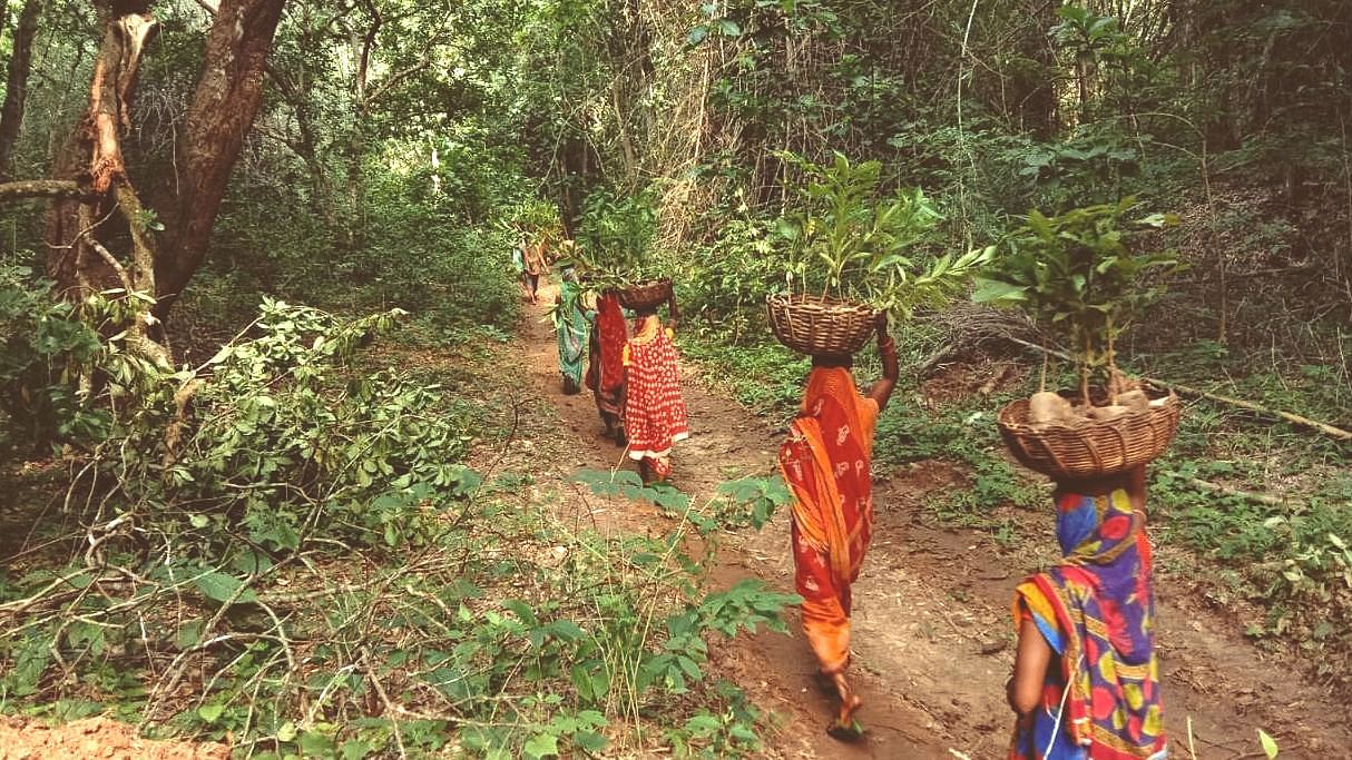 <div class="paragraphs"><p>Women have been instrumental in saving the depleting forest cover of Nayagarh.</p></div>