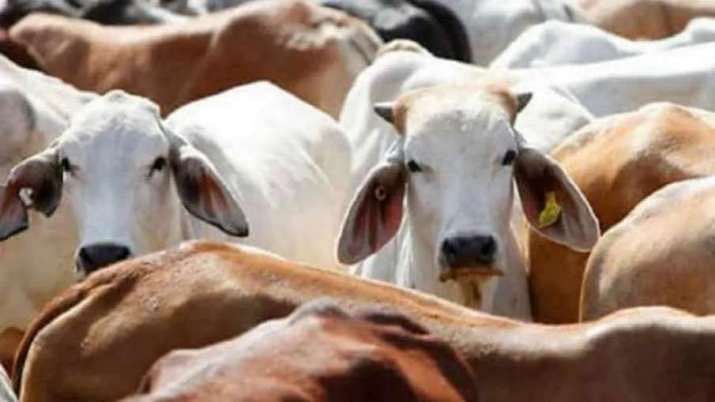 <div class="paragraphs"><p>The Yogi Adityanath government in Uttar Pradesh will soon start an ambulance service for cows suffering from serious diseases.</p></div>