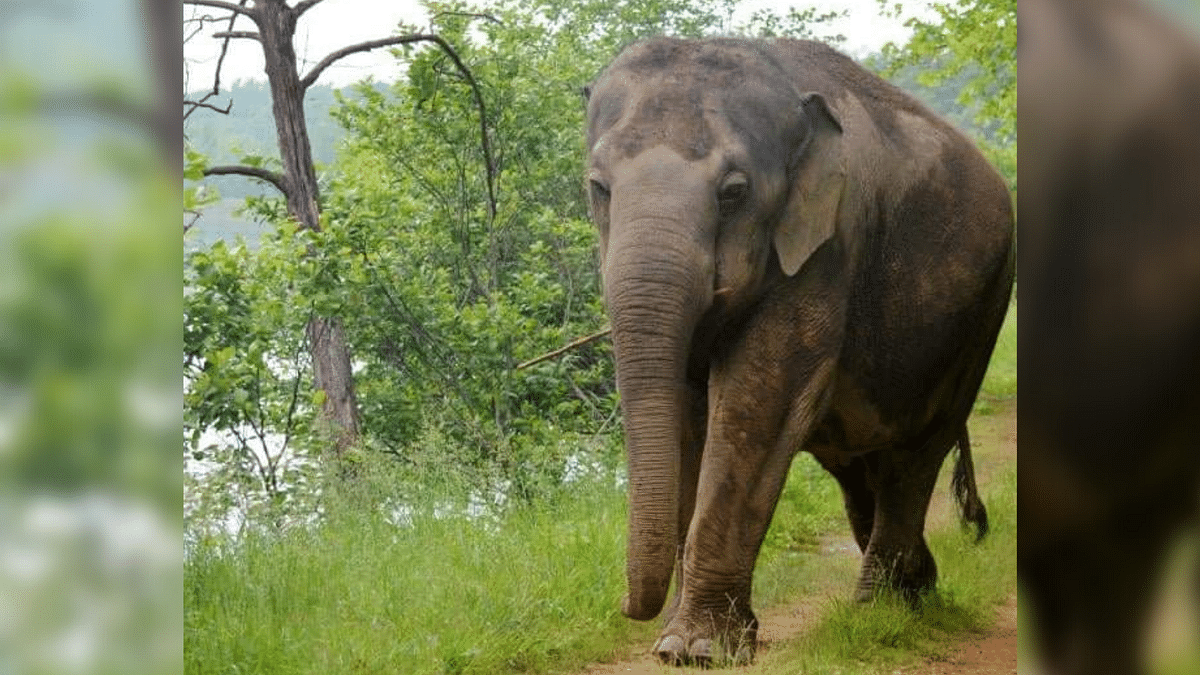 Makhna Elephant Cleverly Steals Food From Homes, Shocks Villagers