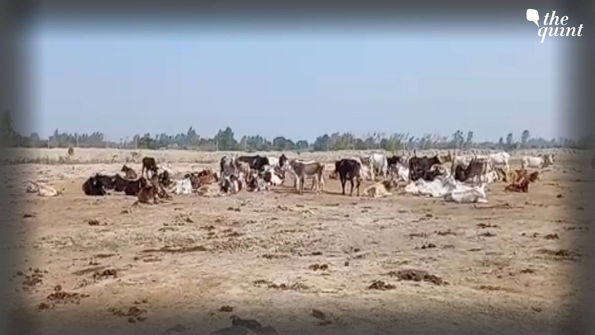 'Cows Dying, Being Buried Alive': Horrific Scenes in UP's Kasganj