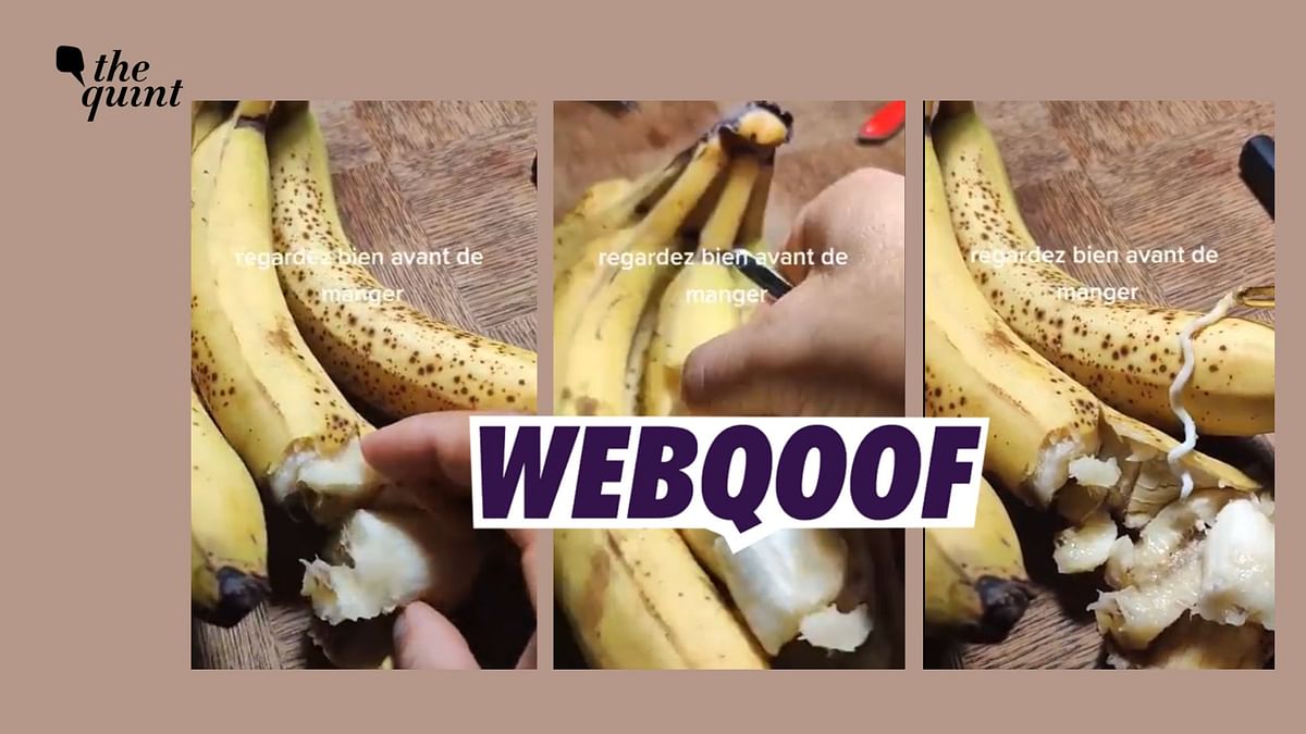 Poisonous Bananas Imported From Somalia? No, Viral Video Is Misleading