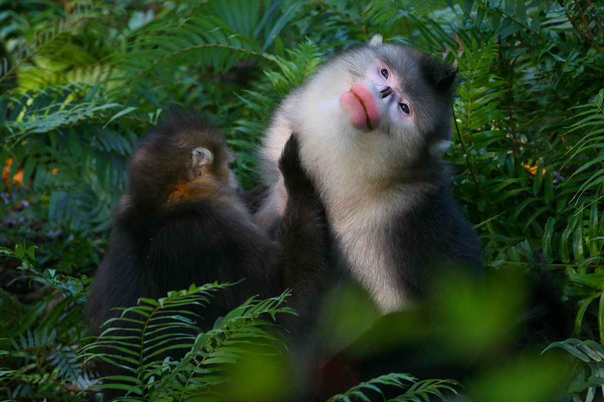 To ensure the survival of the monkeys released into the wild, their wild behaviours must be preserved. 