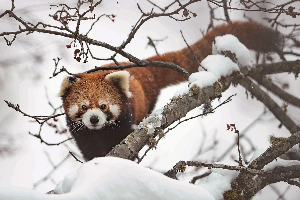<div class="paragraphs"><p>A red panda.</p></div>