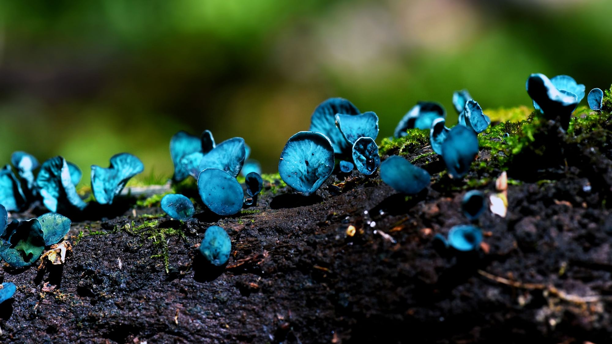 <div class="paragraphs"><p>Chlorociboria aeruginascens, commonly known as the green elfcup, photographed in Nanjiluo of Diqing Tibetan Autonomous Prefecture, Yunnan Province. Yunnan is home to a wide variety of wild mushrooms due to its characteristic climate and natural landscape with multiple types of forests and soils.</p></div>