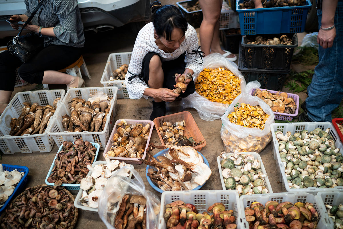 Some Yunnan people are building their lives around wild mushrooms for both economic and ecological benefits.