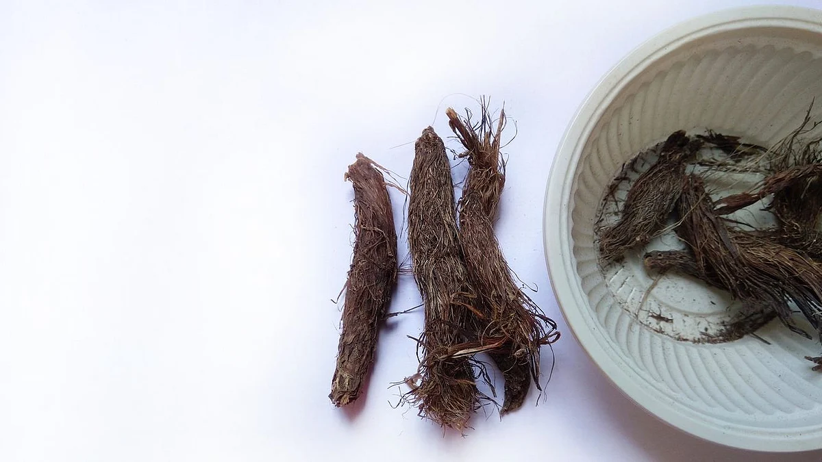 <div class="paragraphs"><p>Jatamansi is used as a cure for many ailments due to its antibacterial, antifungal, antiviral, and antioxidant properties.</p></div>