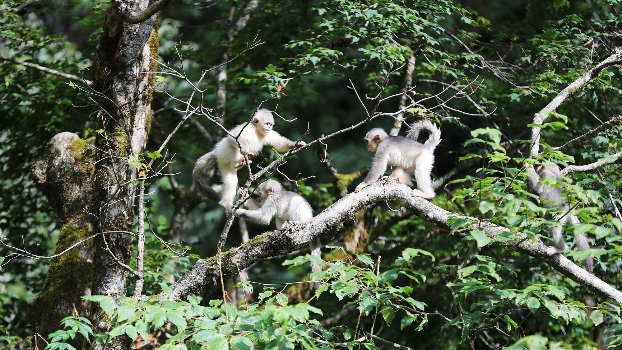 <div class="paragraphs"><p>Monkeys in Xiangguqing Yunnan Black and White Snub-nosed Monkey National Park in the Baima Snow Mountain Nature Reserve.</p></div>