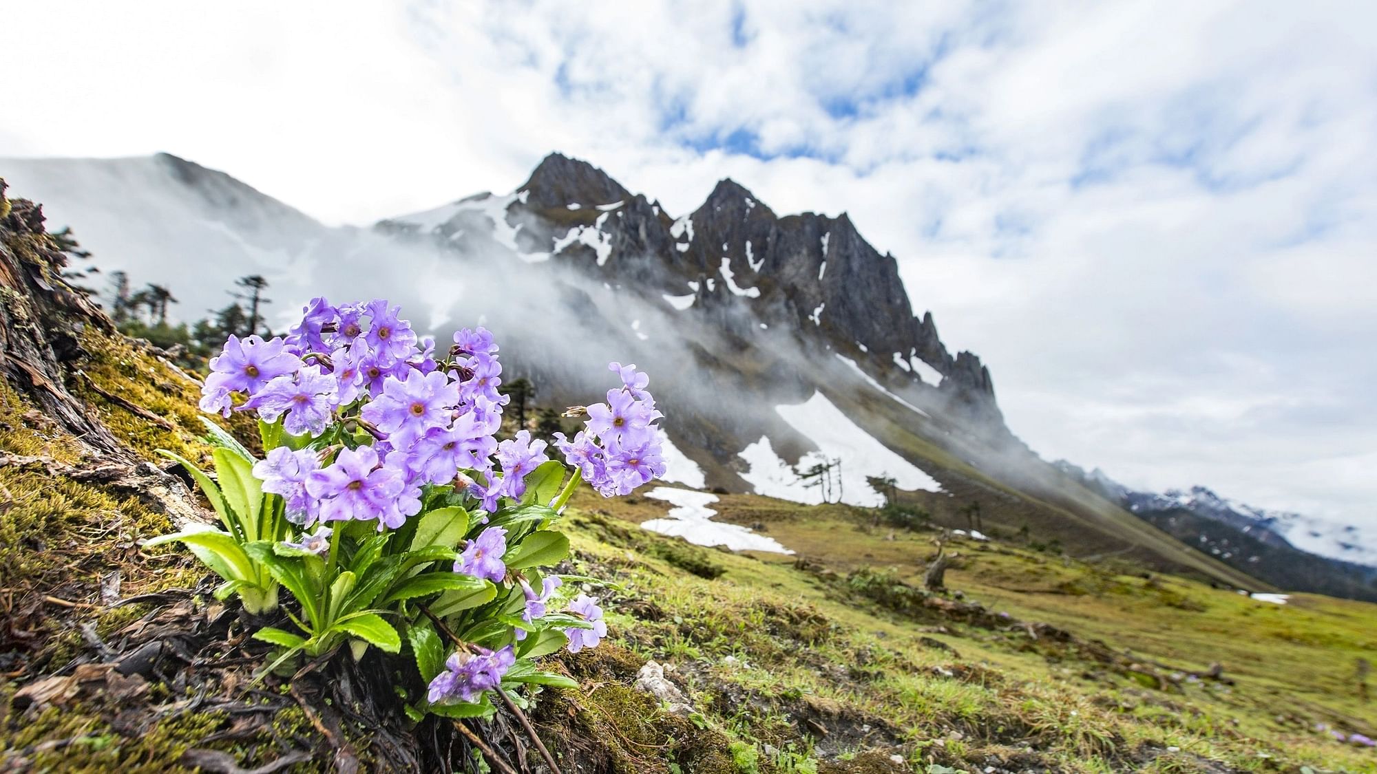 <div class="paragraphs"><p>Primula calliantha is an alpine species of primroses with ornamental value endemic to the Hengduan Mountains of southwestern China.</p></div>