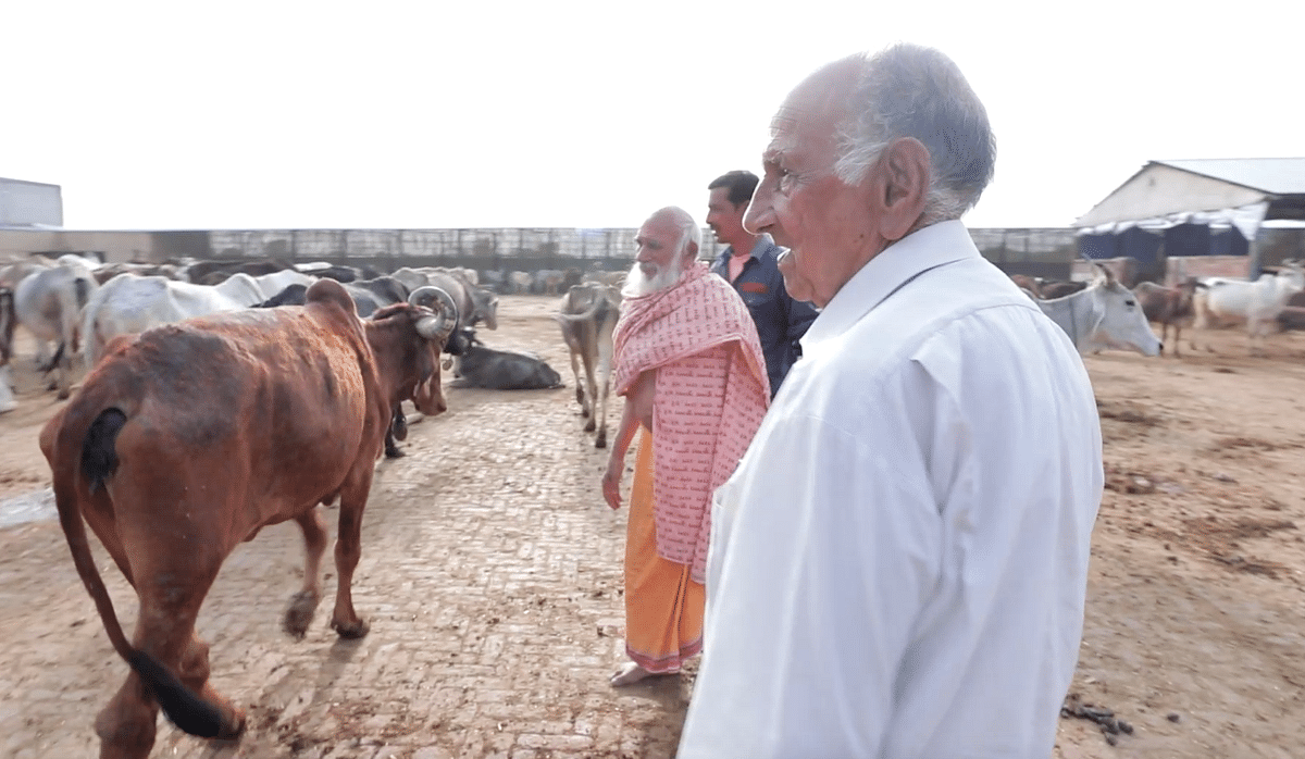 Exclusive | The Cow Protection Law has become a tool to harass innocent people in Haryana. 